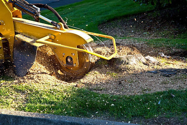 Best Palm Tree Trimming  in USA